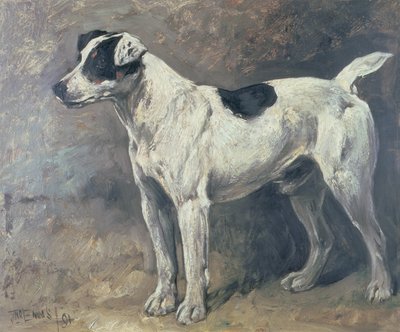 A Jack Russell by John Emms